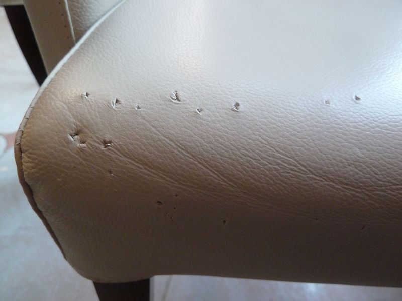 cat scratches on leather sofa